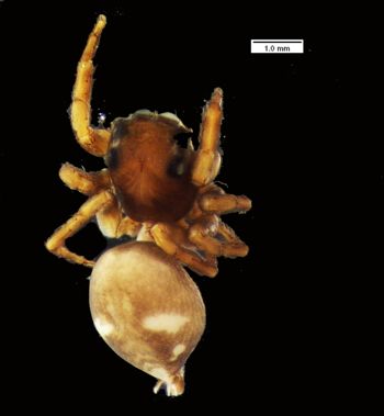 Media type: image; Invertebrate Zoology 20293